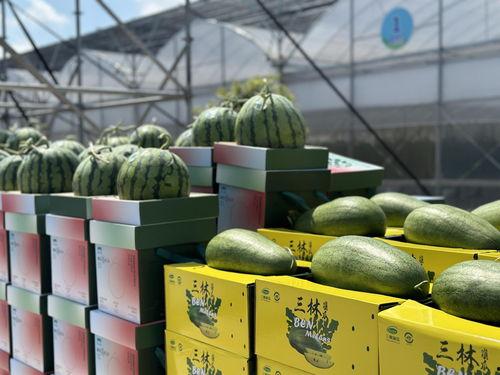 南汇崩瓜如何吃,传统美食的多样吃法探索