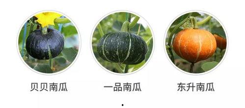 吃瓜的米虫,网络红人的崛起与影响力