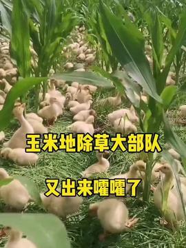 羊羊吃的瓜,探寻草原上的美味秘密