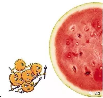 吃瓜吃坏了会怎么样,健康隐患知多少