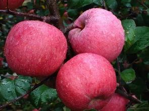 美姑盐源吃瓜,探寻瓜果飘香的田园风光